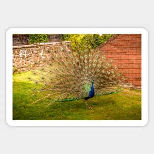 Peacock displaying Magnet